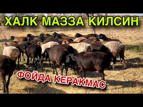 Видео: 50 БОШ ТУК БУГОЗ КУЙЛАР СОТИЛАДИ 2025. НАРХЛАРИ АНЧА ТУШГАН! 