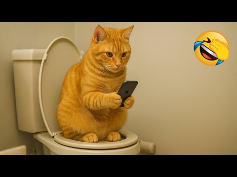 Видео: Постарайся не засмеяться 😂 Самые смешные кошки и собаки 😹🐶 Часть 5