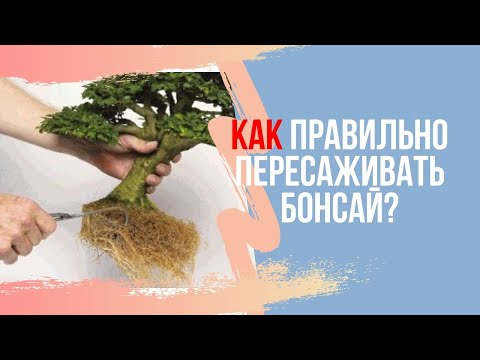 Видео: Как правильно пересаживать Бонсай? How to transplant bonsai?