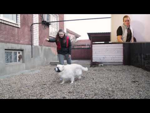 Видео: Дрессировка щенка. Приучение к наморднику.