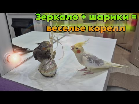 Видео: Кореллы в зазеркалье: весёлые игры с шариками 🦜
