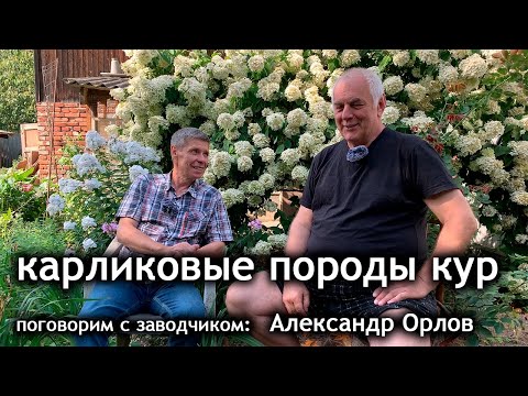 Видео: Карликовые куры. Разговор с заводчиком Александром Орловым. Делимся опытом.