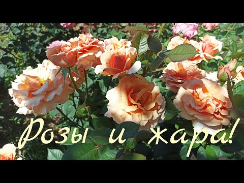 Видео: Сорта роз устойчивые к жаре. 1 часть #розы #сортароз #розыдляюга #розывсаду