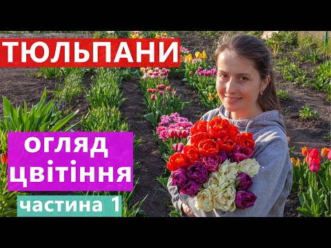 Видео: ЦВІТІННЯ ТЮЛЬПАНІВ 🌷 НА НАШІЙ ГРЯДЦІ 👍 ЧАСТИНА 1