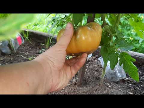 Видео: Самые урожайные томаты открытого грунта в Якутии