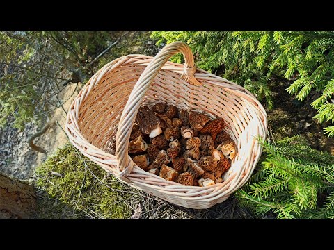 Видео: ПЕРВАЯ СМОРЧКОВАЯ ШАПОЧКА ПОШЛА В ПОДМОСКОВЬЕ | ЗНАЮ ГДЕ РАСТЕТ СМОРЧКОВАЯ ШАПОЧКА