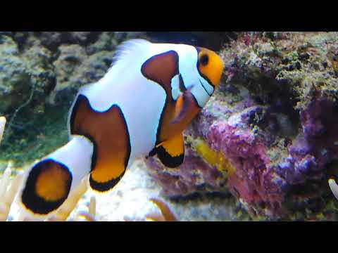 Видео: Хорошая новость из морского аквариума. Клоуны (Amphiprion ocellaris) начали нереститься