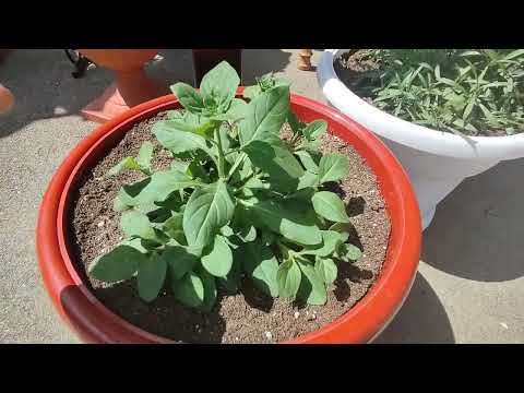Видео: Как вырастить красивый куст петунии из семян. Высадила на ПМЖ продолжаю прищипывать. Вынесла в сад.