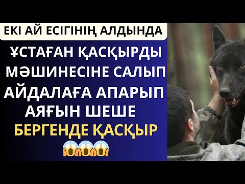 Видео: ТІЛЕС МӘШИНЕСІНЕН ҚАСҚЫРДЫ ТҮСІРЕ БЕРГЕНДЕ...Әсерлі әңгіме