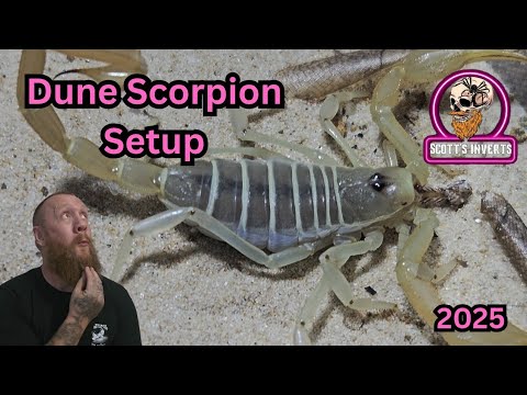 Видео: Дюнный скорпион. Smeringurus mesaensis