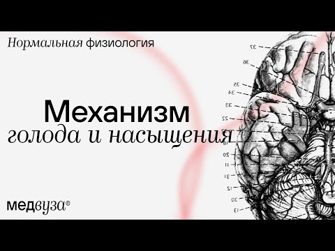 Видео: Механизм голода и насыщения