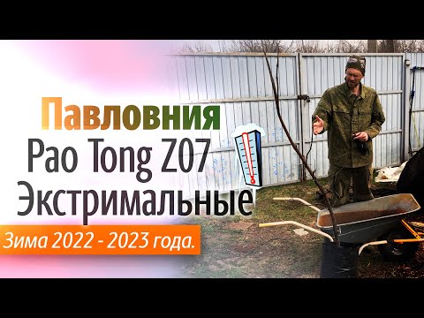 Видео: Экстремальные температуры и Павловния гибрид Pao Tong Z07, Выжила или нет?