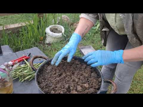 Видео: Опять  сад с розами, черепахами, утками,  собаками и со МНОЙ 😅