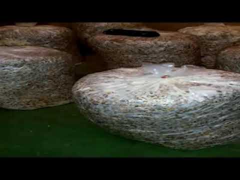 Видео: Выращивание вешенки грибы в Узбекистане