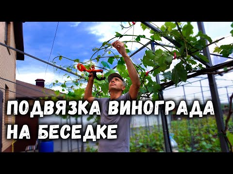 Видео: Подвязка винограда на беседке