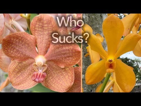 Видео: Кто отстой?