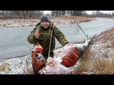 Видео: 💥за грибами в январе🪣теплая зима в Беларуси/неожиданная находка
