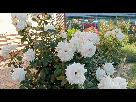 Видео: Цвітіння троянд.Свіжість і недоторкана краса вражають!🌹🥹(Частина 8)