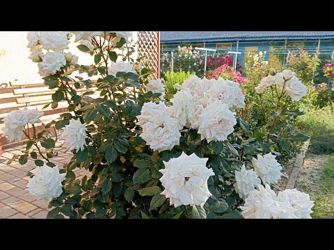 Видео: Цвітіння троянд.Свіжість і недоторкана краса вражають!🌹🥹(Частина 8)