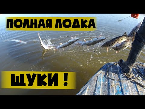 Видео: Полная лодка щуки! Весенняя рыбалка сетями ПО ЛИЦЕНЗИИ, на реке Амур.