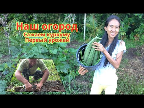 Видео: Наш огород: сажаем куркуму; первый урожай