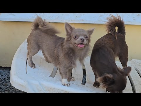Видео: НОВОСТИ ‼️ Прогулочка питомник чихуахуа и пудель Кастропуло #Крым 