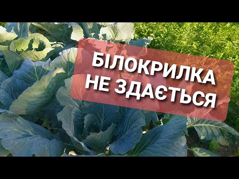 Видео: ЩЕ ОДИН СПОСІБ БОРОТЬБИ З БІЛОКРИЛКОЮ. Продовжуєм боротьбу з білокрилкою нехімічними методами