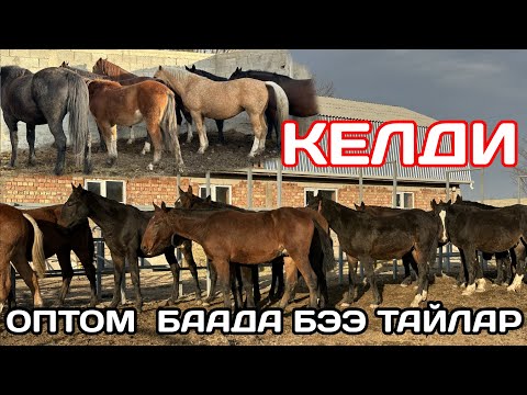 Видео: 14 ноября 2025 г.