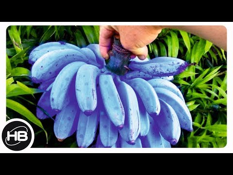 Видео: Необычные Бананы, которые Вы Увидите Впервые в Жизни