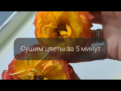 Видео: Быстрая сушка цветов. Сухоцветы. Как быстро высушить цветы. Цветы в эпоксидной смоле