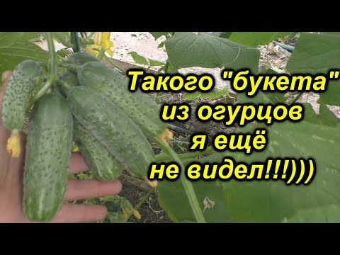 Видео: Эти огурцы действительно ОЧЕНЬ урожайные!!!