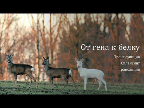 Видео: От гена к белку (часть 1)