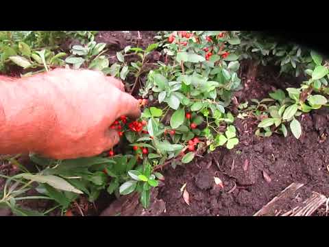 Видео: Результат подзимнего черенкования жимолости и пираканты.