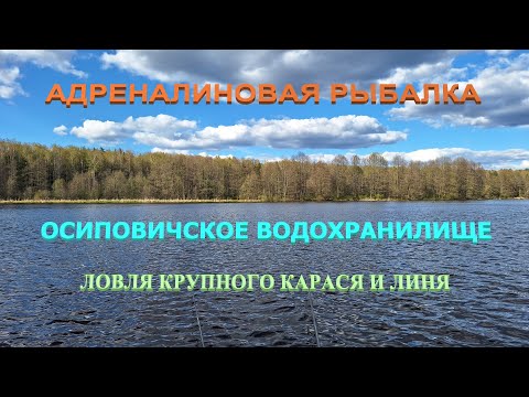 Видео: КРУПНЫЙ КАРАСЬ И ЛИНЬ клевали что дурные | Осиповичское водохранилище 2023 | Рыбалка в Беларуси