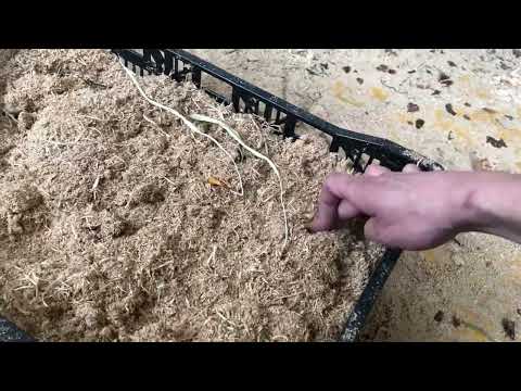 Видео: Выгонка Тюльпанов. Мнение об опилках. Какие использовать - свежие или перепревшие?