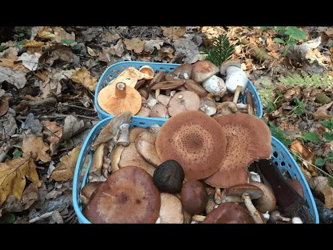 Видео: За грибами в последние дни бабьего лета. Пирог с капустой и грибами