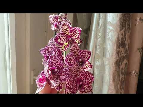 Видео: Обзор моих орхидей 20.03.2021