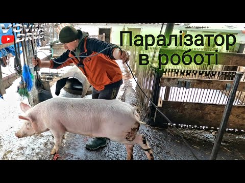 Видео: Забій свині паралізатором. Обзор паралізатора