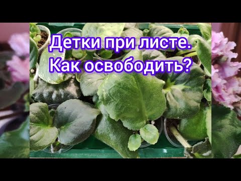 Видео: Детки фиалок не могут выбраться из грунта. Как им помочь?