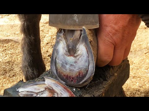 Видео: Осел чудом избежал смерти! Зараженные копыта стали багровыми【Мисс Хуэй】