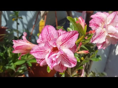 Видео: Адениум Eiffel первое цветение! Жизнь бурлит) Сеянцы.