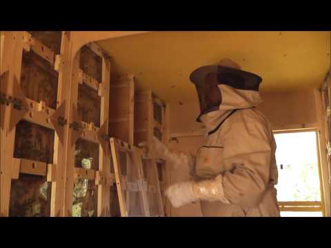 Видео: Отбор меда в кассетных  павильонах Берендей .  2016г