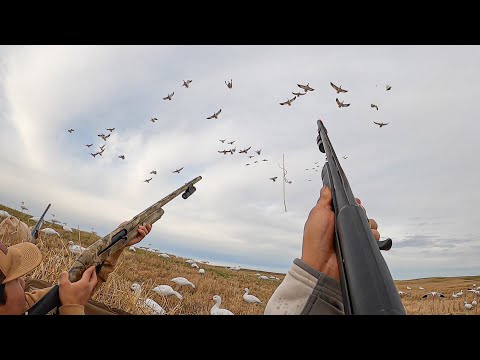 Видео: ЭПИЧЕСКАЯ ОХОТА НА УТКУ И ГУСЯ (163 ПТИЦЫ)! (ОНИ ПРИЗЕМЛЯЛИСЬ НАМ НА ЛИЦА)