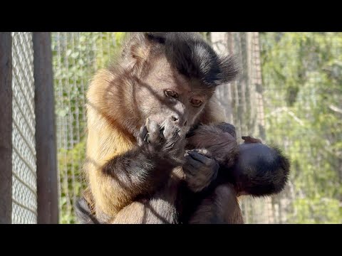 Видео: Пугаются все, кто видит - малыш капуцин слаб, мать носит его как вещь. Он все же жив, набирается сил