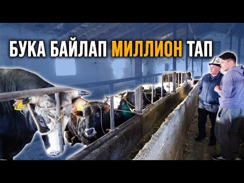 Видео: Бул байке баарын айтып берди - Агроветазия #АйылдыкМиллионер