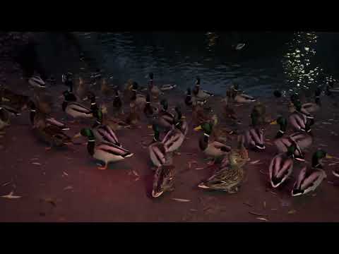 Видео: Гуляем с Арсение / озеро с уточками