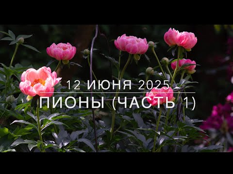 Видео: Обзор сада. ПИОНЫ ч.1 12июня2025