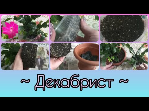 Видео: Декабрист (шлюмбергера)🌷Уход🌱Пересадка🌿Состав грунта🌸Корни🌷Подбор нового горшка🌱Дренаж🌿Не цветет🌸