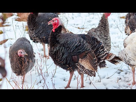 Видео: Индюки на мясо ! Стоит ли разводить ?!