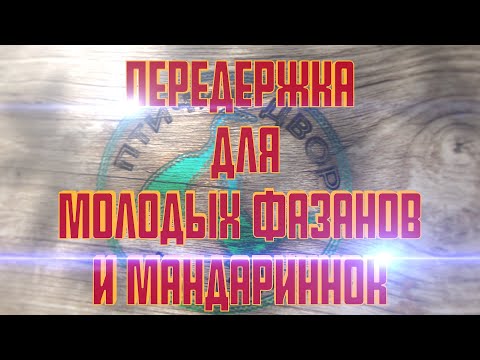 Видео: Передержка фазанов и мандаринок